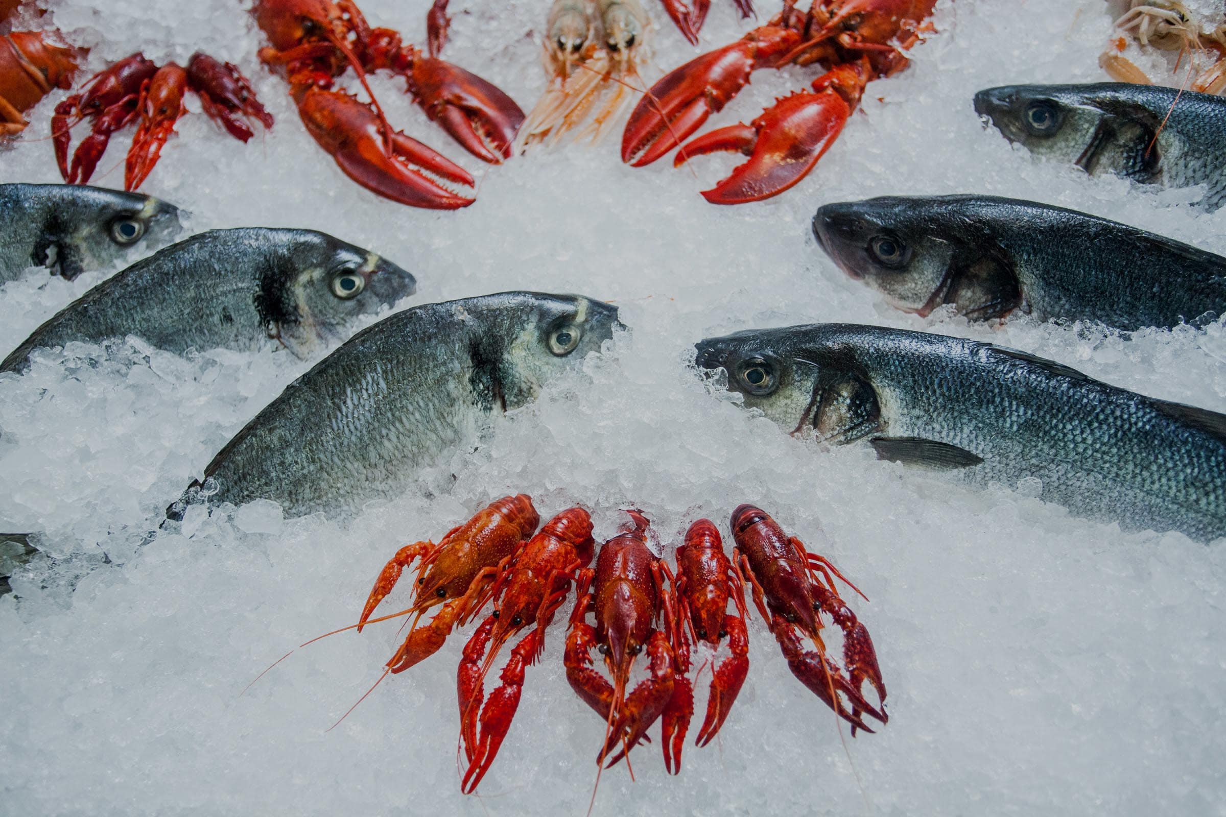 Zivju Lete - Gallery 2